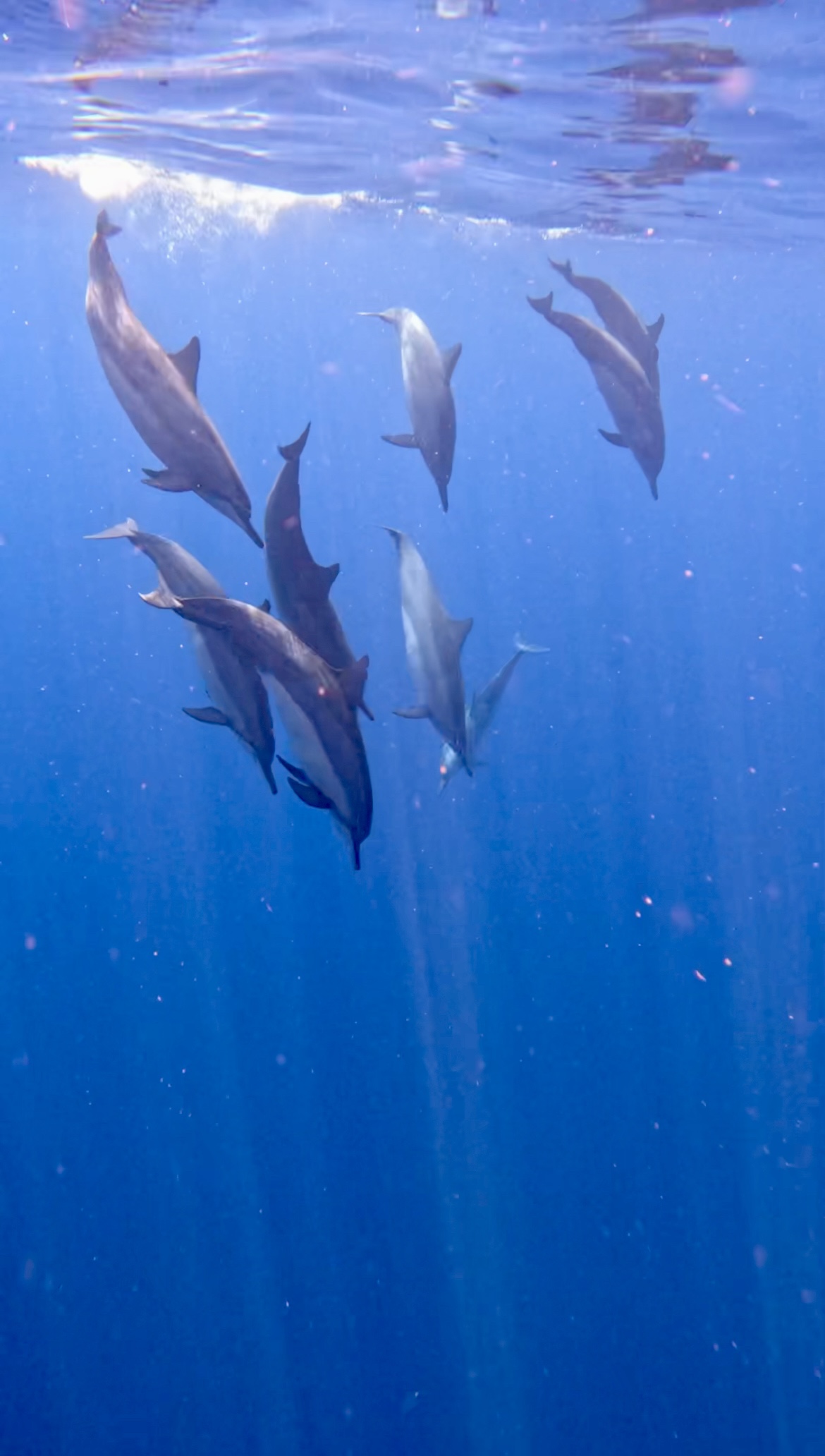 Clairexplore expérience dauphins