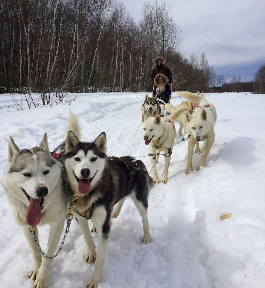 Clairexplore expérience chien de traineau