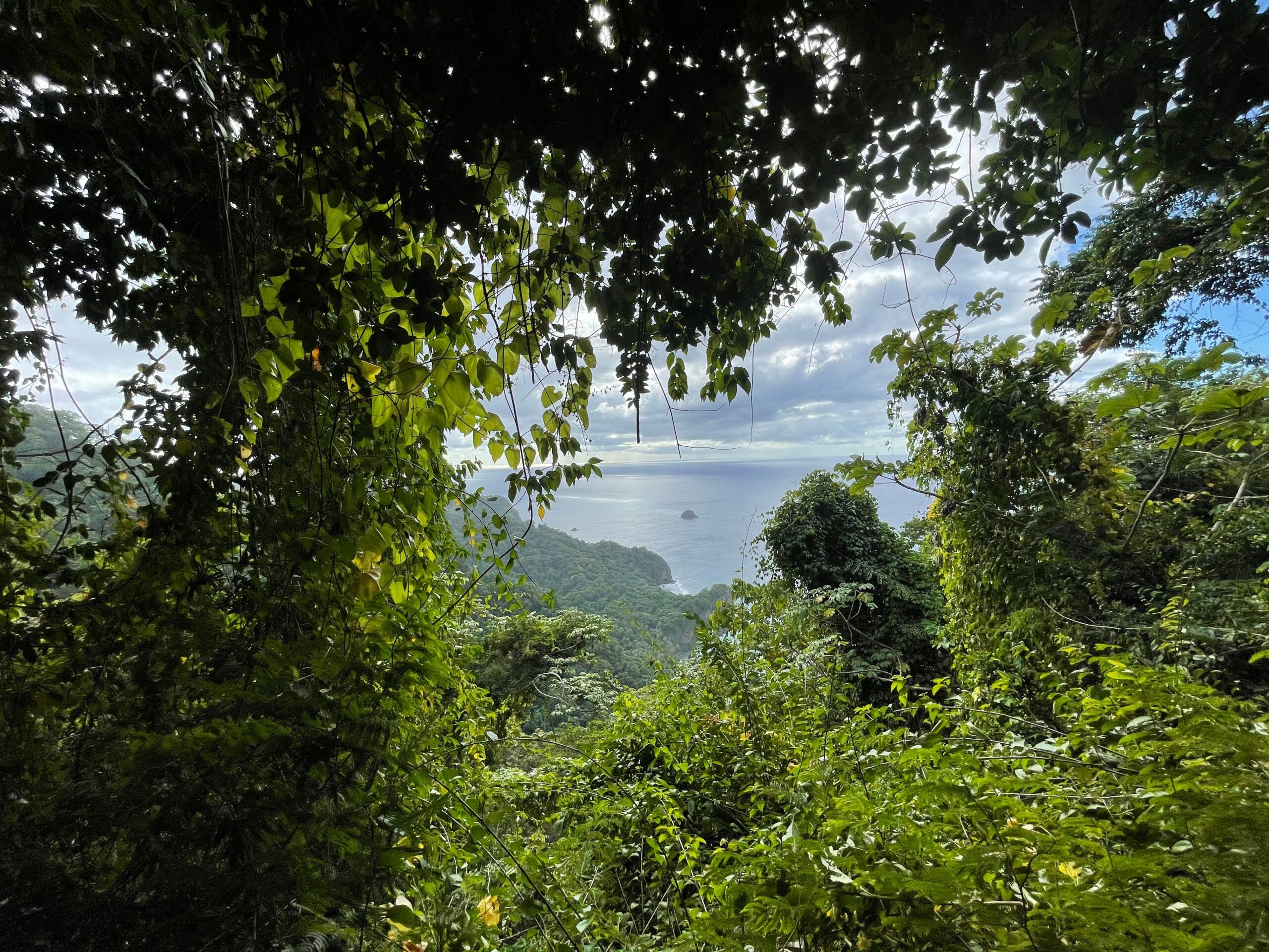 La randonnée Prêcheur – Grand&rsquo;Rivère en Martinique : mon expérience & mes conseils