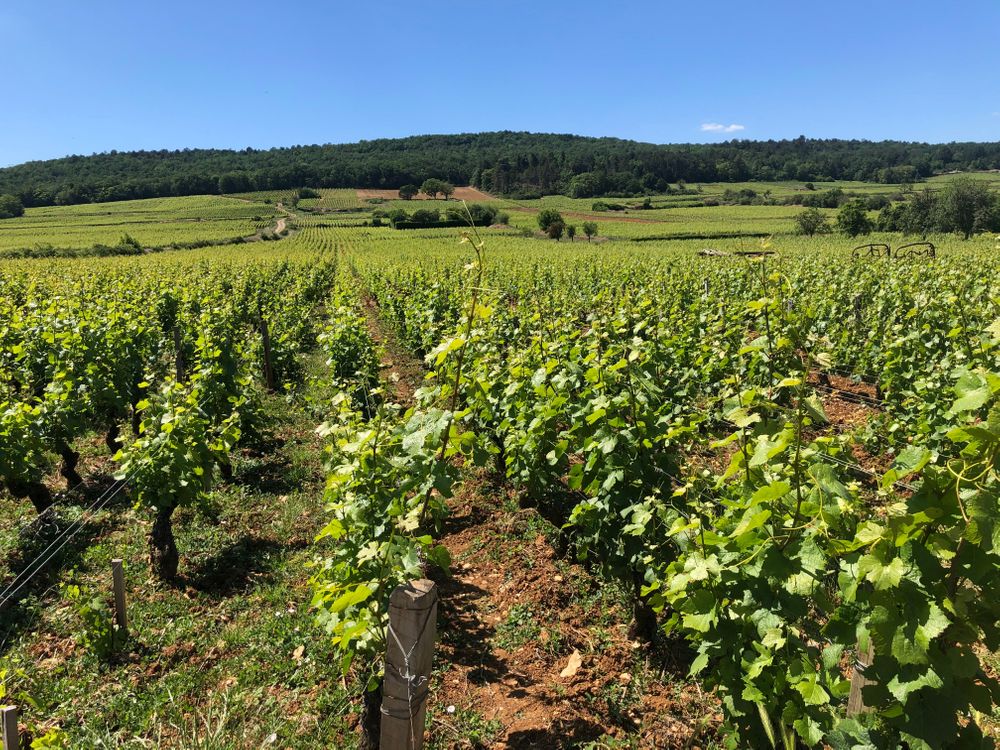 Dijon Balade à vélo dans les vignes Bourgogne