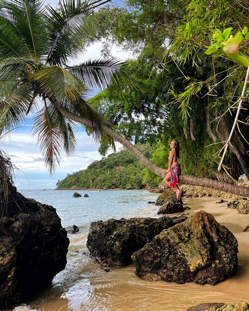 Plage sur un palmier Tinharé Morro de Sao Paulo Brésil