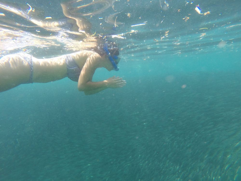 cebu philippines moalboal banc de sardines