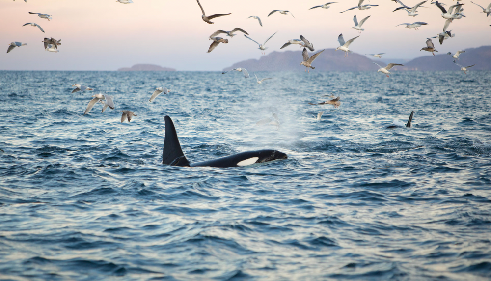 Voir des baleines et des orques à Tromsø en Norvège