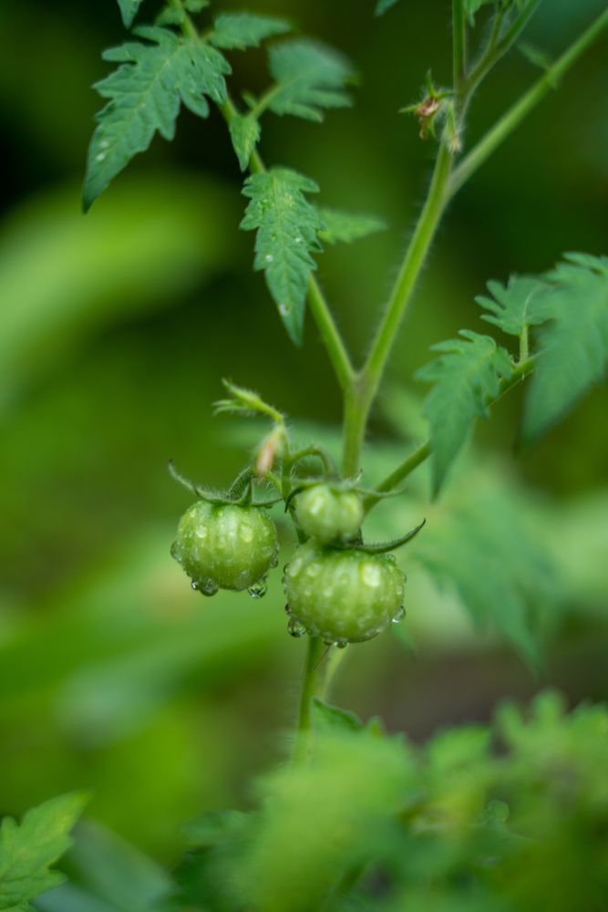 Hôtel Minca Tomates Colombie