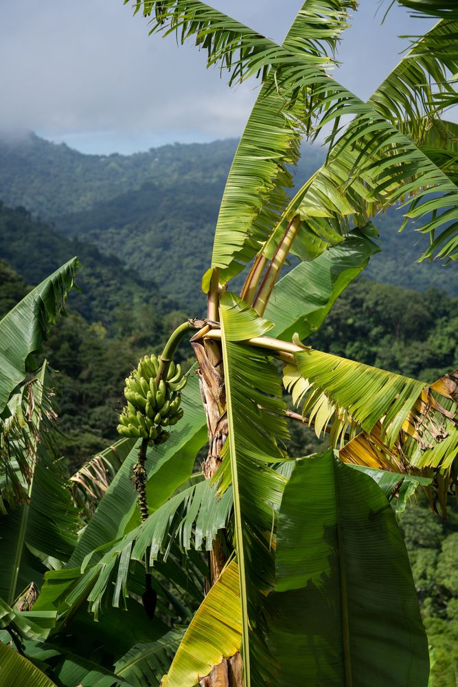 Hôtel Minca Colombie