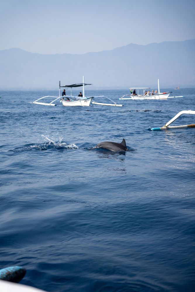 Pemuteran Bali dauphins
