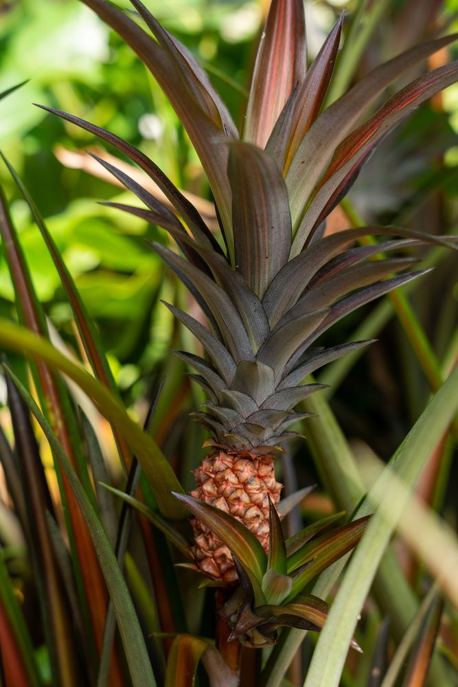Hôtel Minca Ananas Colombie