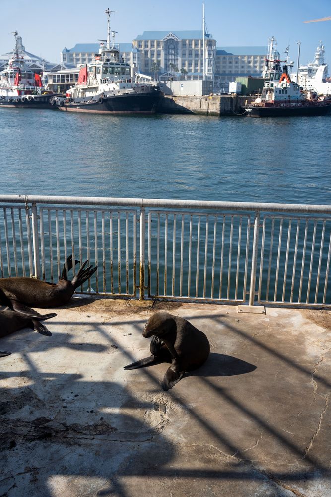 Otaries V&A Waterfront - Cape Town Afrique du Sud