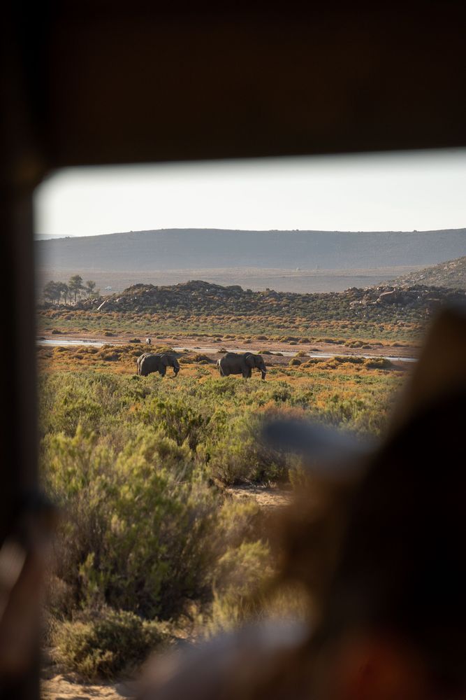 Aquila's Safari proche du Cap Cape Town Afrique du Sud
