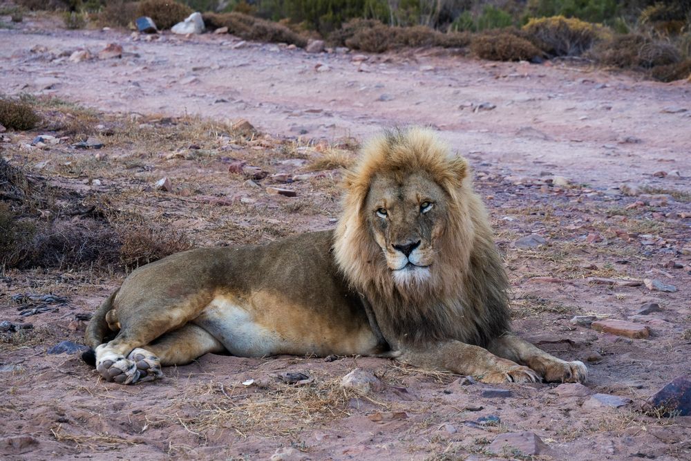Lion Aquila's Safari proche du Cap Cape Town Afrique du Sud