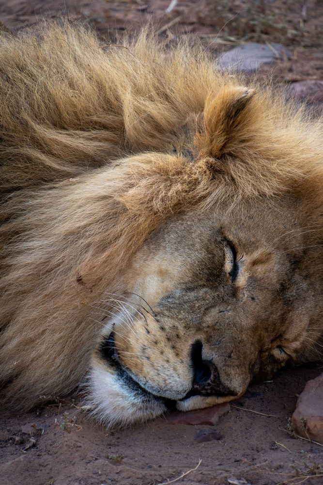 Aquila's Safari proche du Cap Cape Town Afrique du Sud