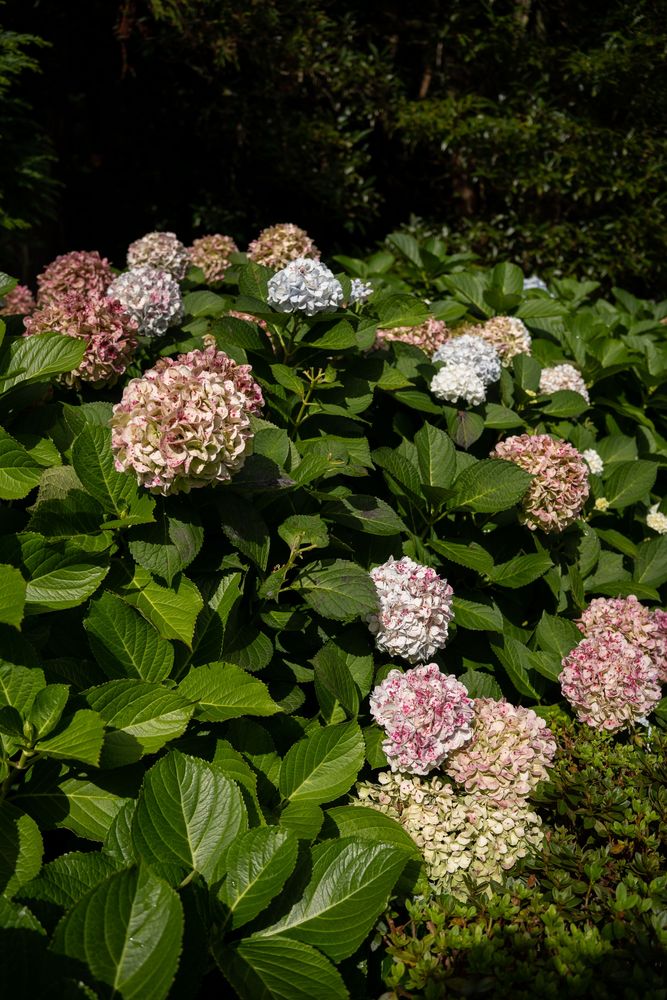 Hortensia octobre sao miguel açores