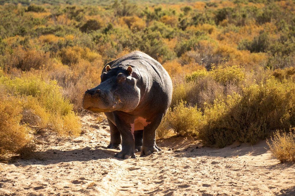 Aquila's Safari proche du Cap Cape Town Afrique du Sud