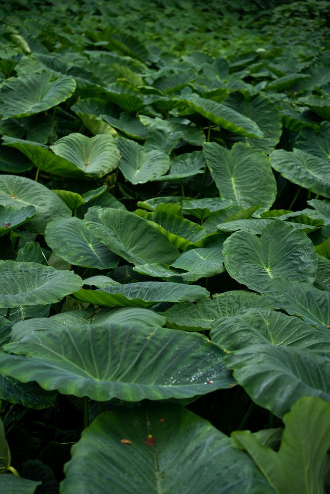 feuilles texture açores sao miguel 