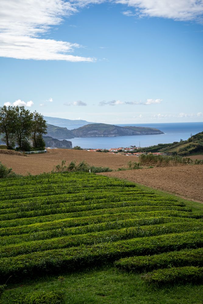 Plantations de thé Gorreana Sao Miguel Açores