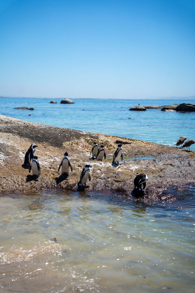 Pingouins manchots Cape Town