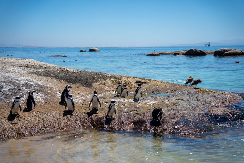 Plage des pingouins Cape Town Afrique du Sud