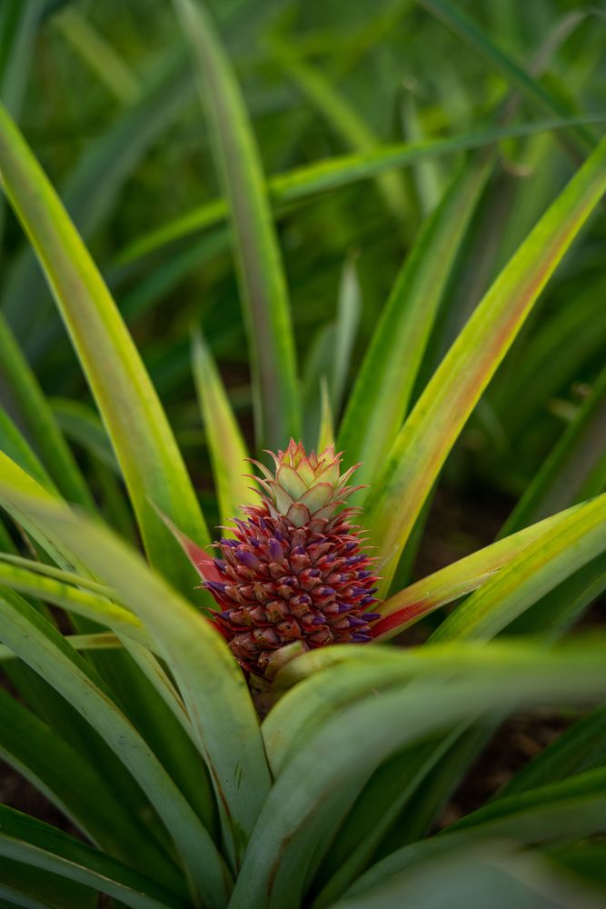 Plantations d'ananas A Arruda Sao Miguel Açores