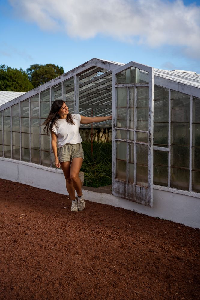 Plantation d'ananas Ponta Delgada A Arruda Sao Miguel Açores