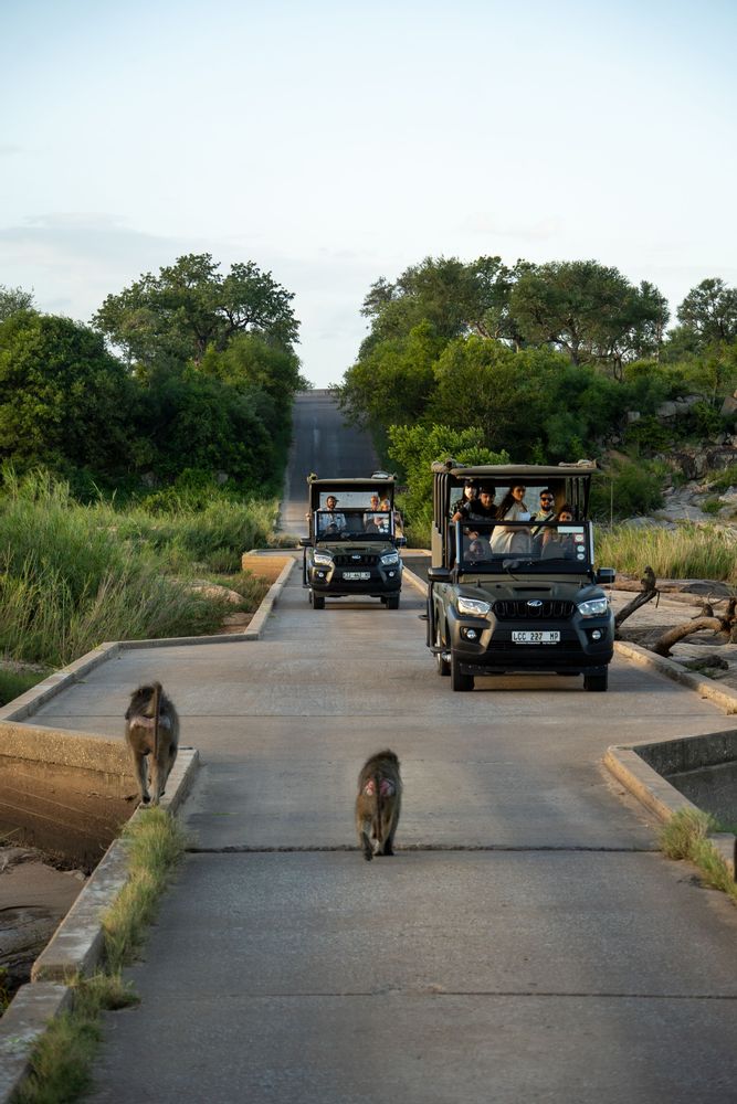 Singes sur la route lors d'un safari au Parc Kruger Afrique du Sud 