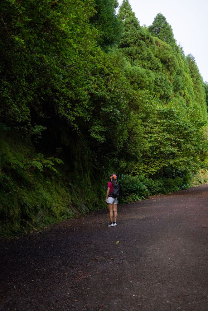 Randonnée forêt Sete Cidades Açores Sao Miguel