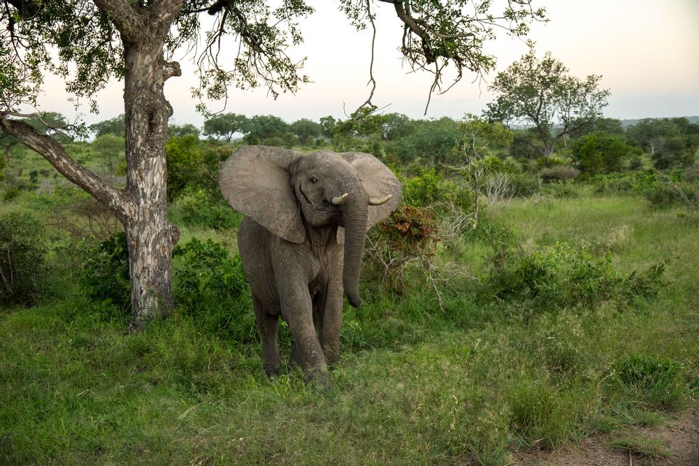 Éléphant lors d'un safari au Parc Kruger en Afrique du Sud 