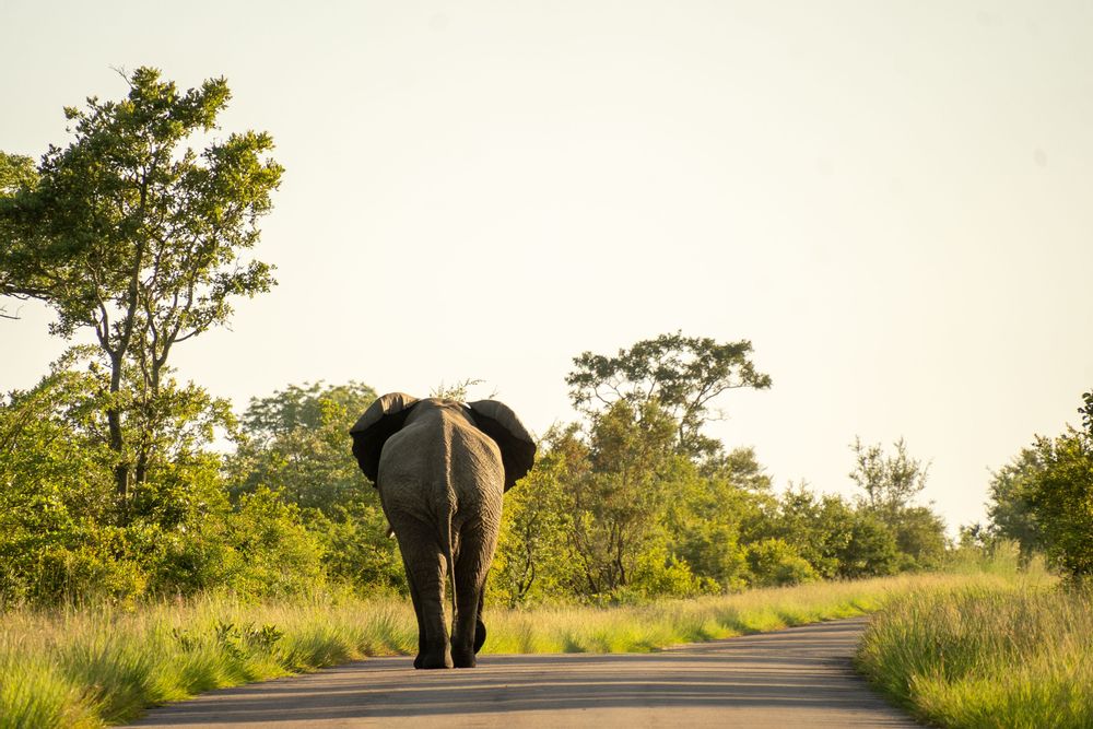 Elephant sur la route Parc Kruger Afrique du Sud Safari