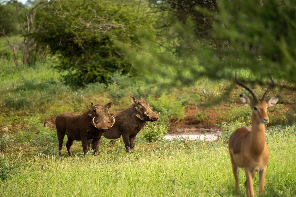 Parc Kruger Afrique du Sud Safari Phacochères