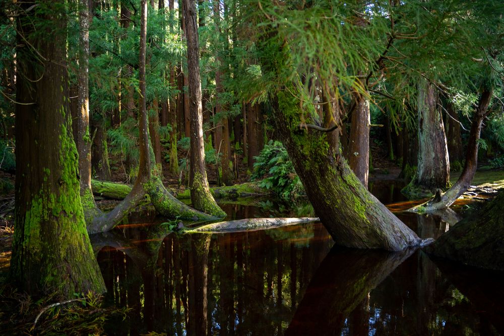 Randonnée Rocha do Chambre (PRC06 TER) Terceira Açores