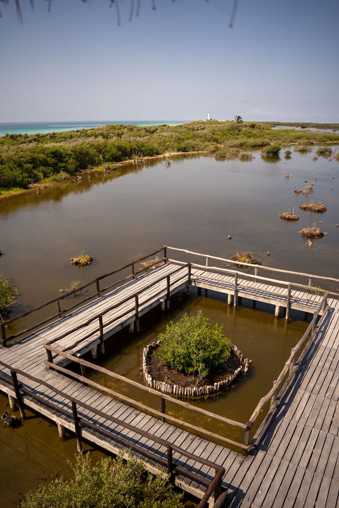 réserve biologique aligators Cozumel Mexique
