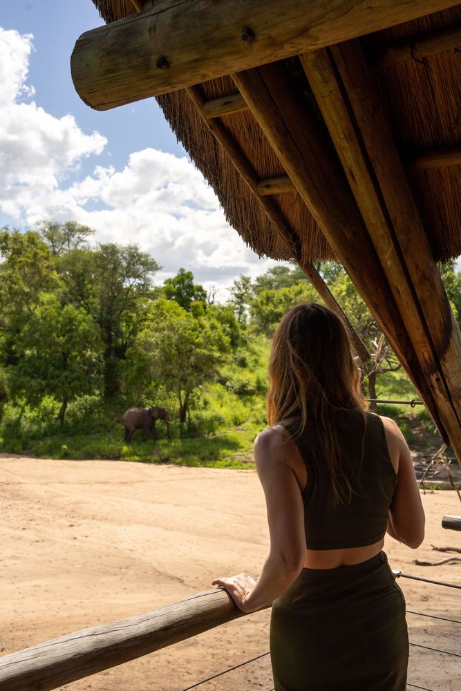 Éléphant Rhino Post Safari Camp Parc Kruger Afrique du Sud Safari