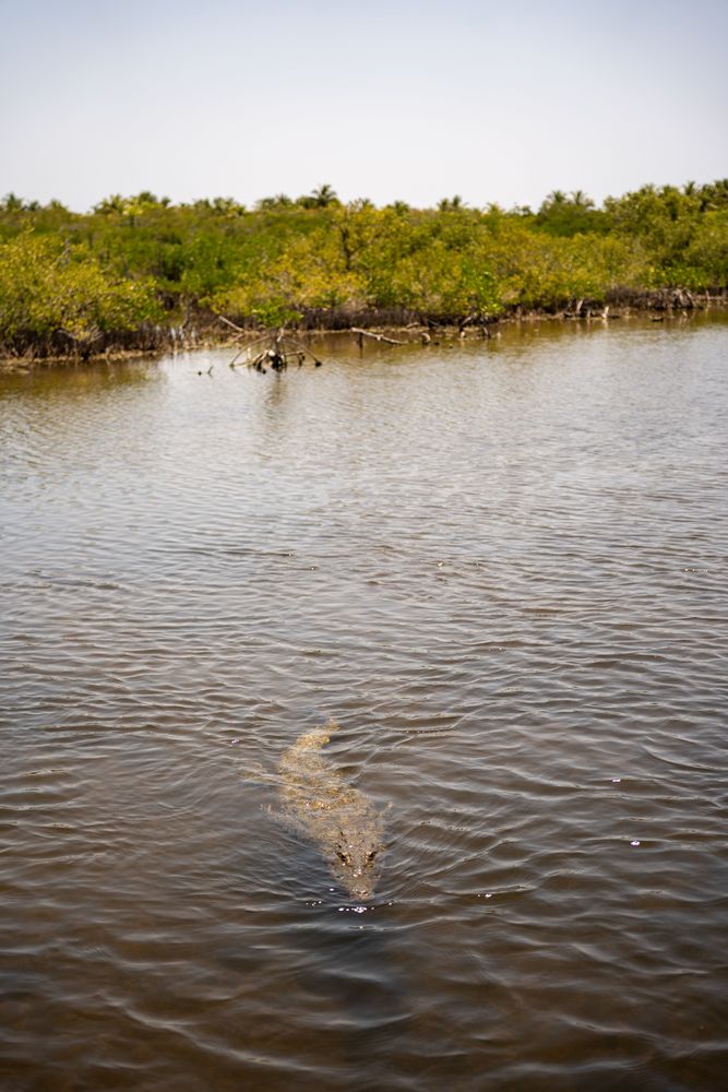 Aligators Cozumel Mexique