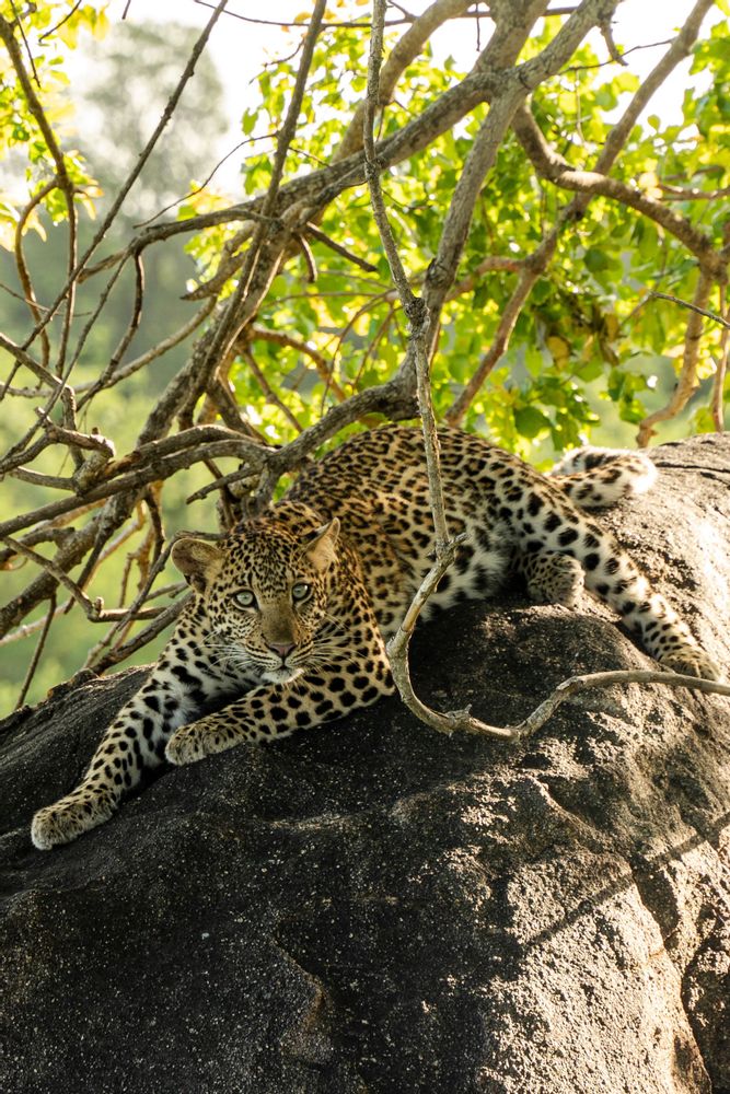 Léopard au Parc Kruger Afrique du Sud Safari