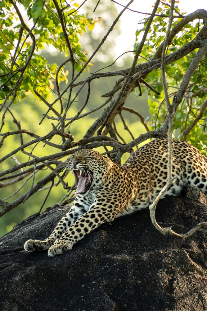 Léopard Parc Kruger Afrique du Sud Safari