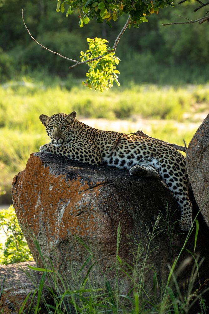 Léopard Parc Kruger Afrique du Sud Safari