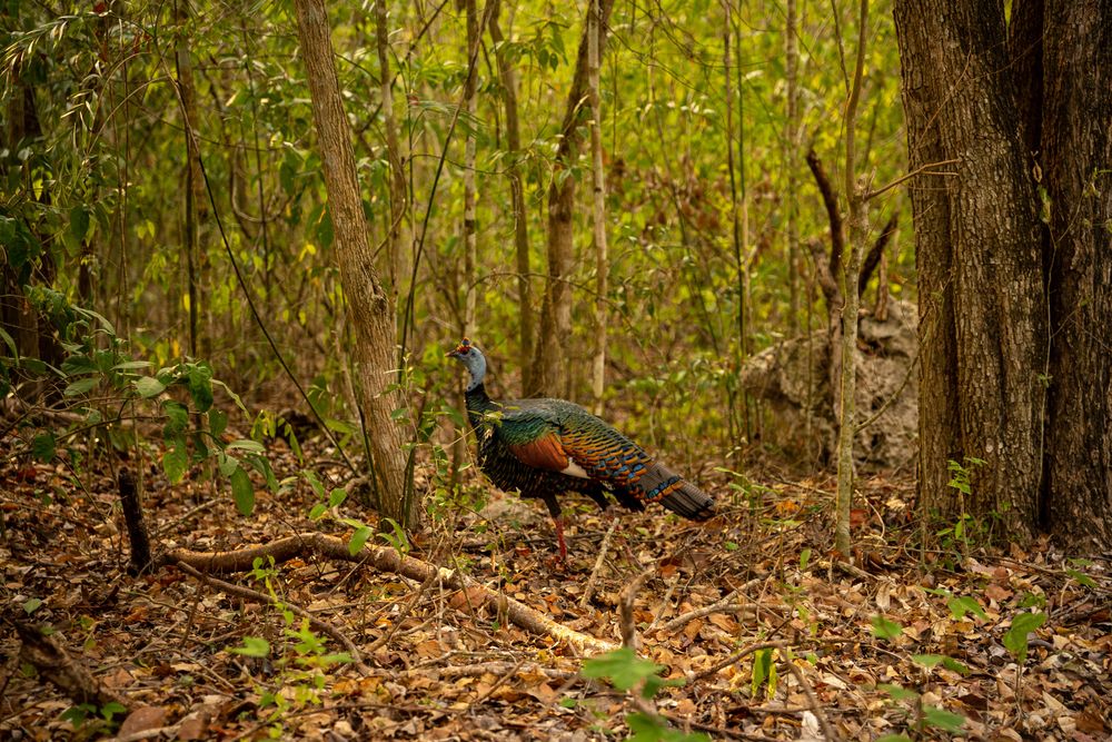paon dans les ruines maya Chetumal Yucatan Mexique