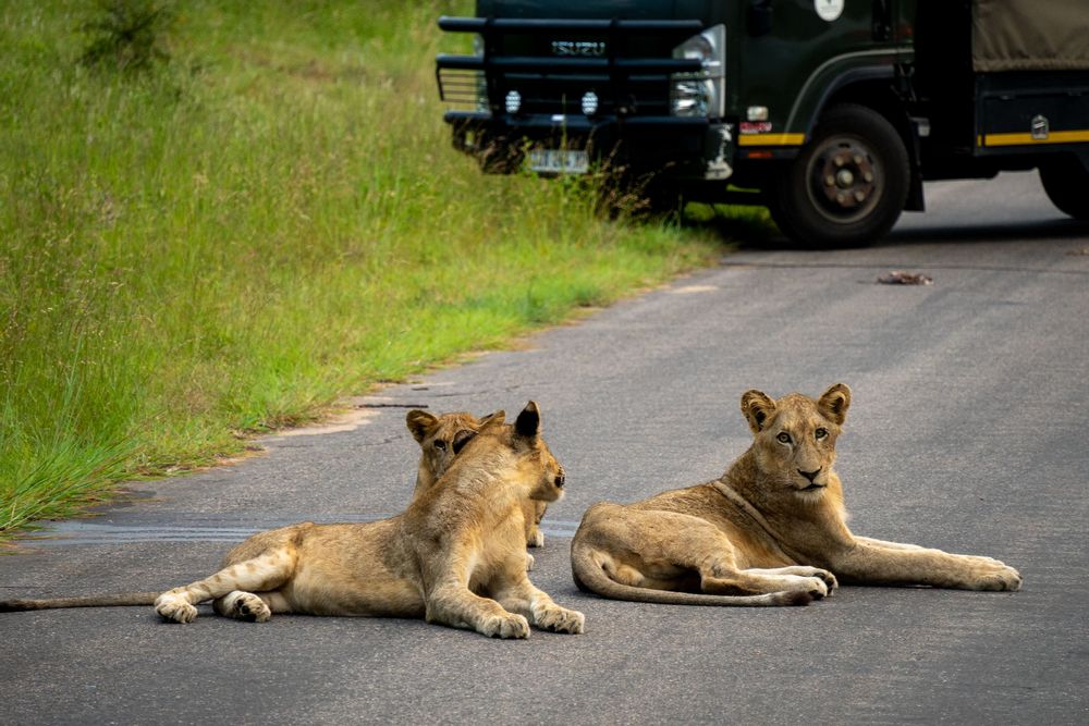 Lionceaux sur la route Parc Kruger Afrique du Sud Safari