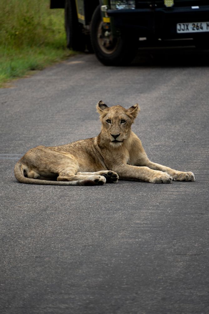 Lion sur la route au Parc Kruger Afrique du Sud Safari