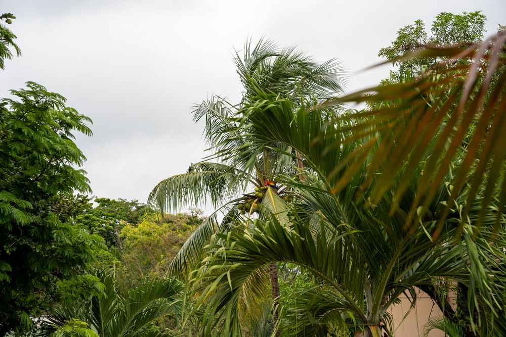 Perroquet Palmiers Yucatan