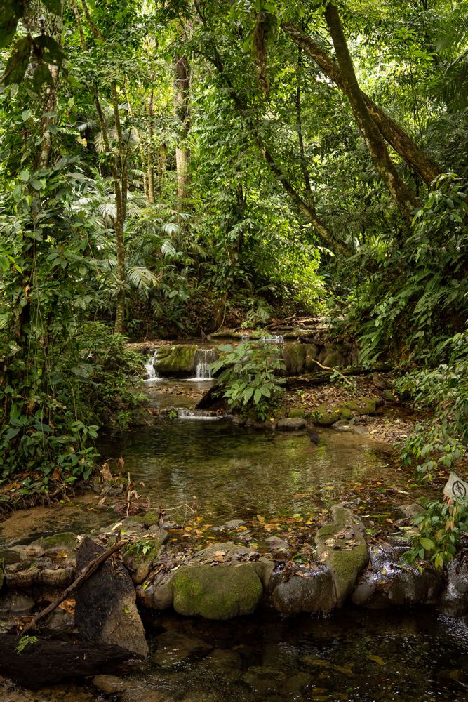 Palenque randonnée dans la jungle Mexique