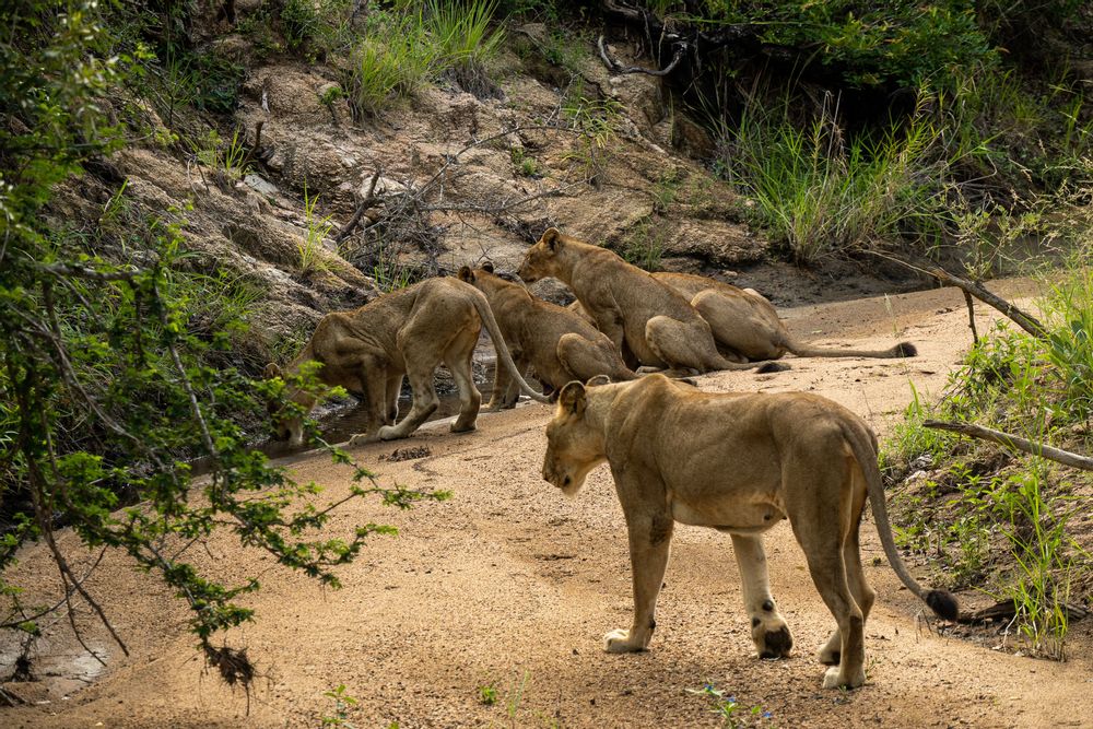 Lions au Parc Kruger Afrique du Sud Safari