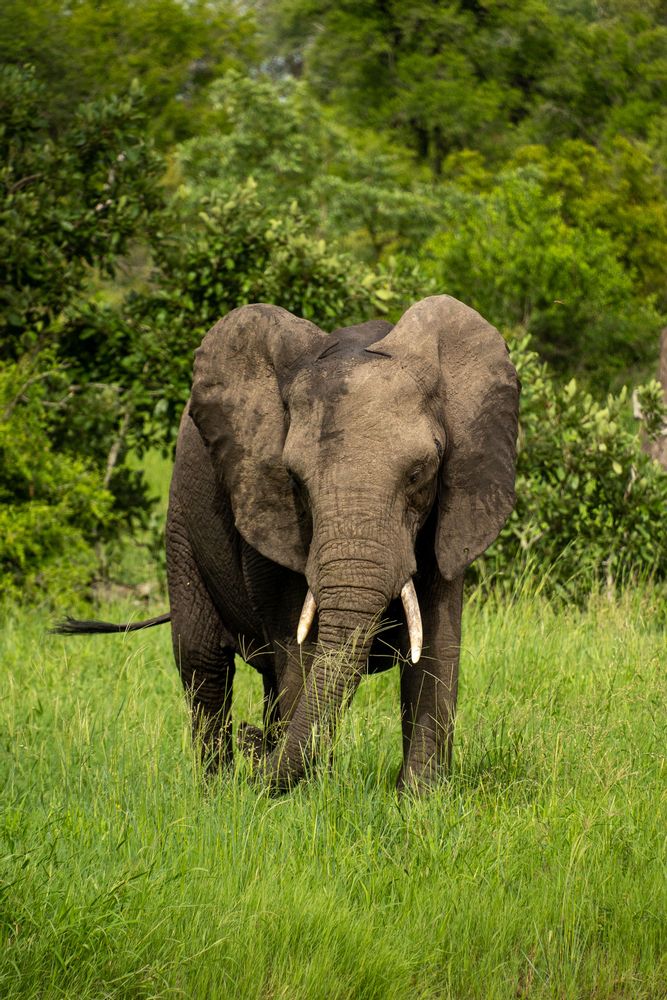 Éléphant Parc Kruger Afrique du Sud Safari