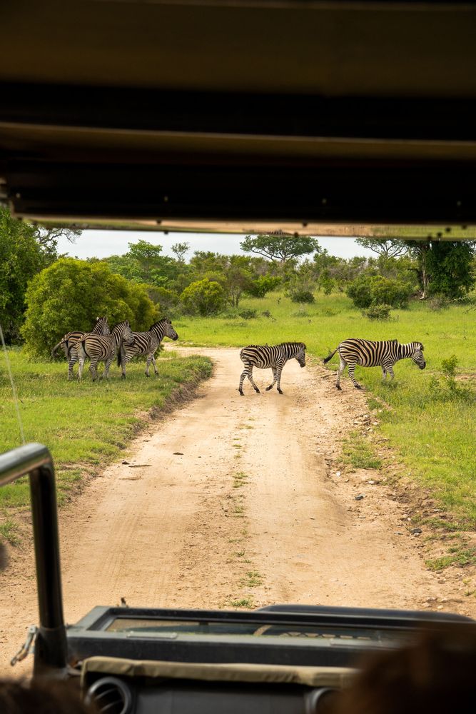 Zèbres sur la route au Parc Kruger Afrique du Sud Safari