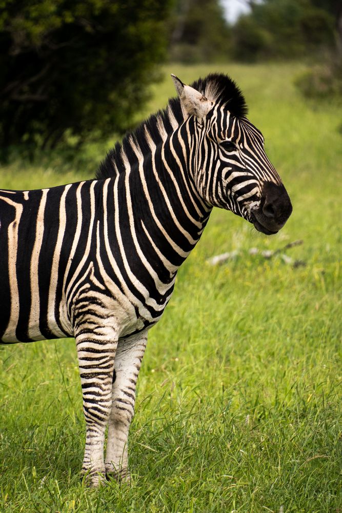 Zèbre lors d'un safari au Parc Kruger Afrique du Sud 