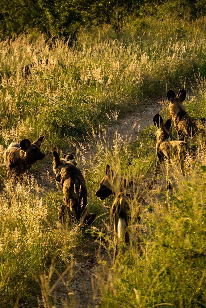 Wild dogs Elephant Safari Klaserie Drift Safari Lodge Parc Kruger Afrique du Sud 