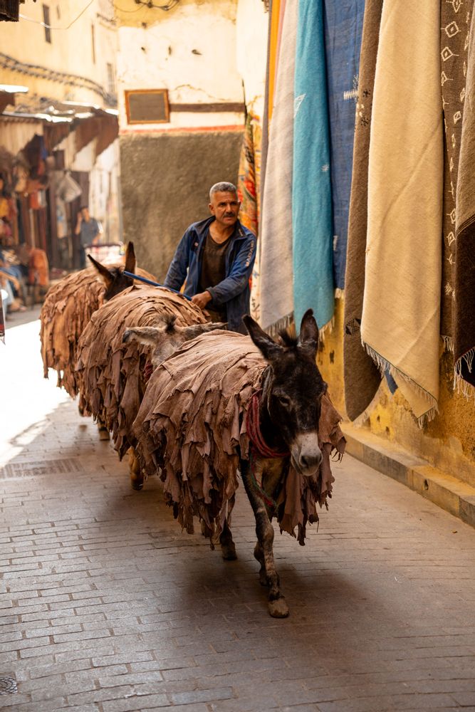 Fès Maroc ânes tanneries