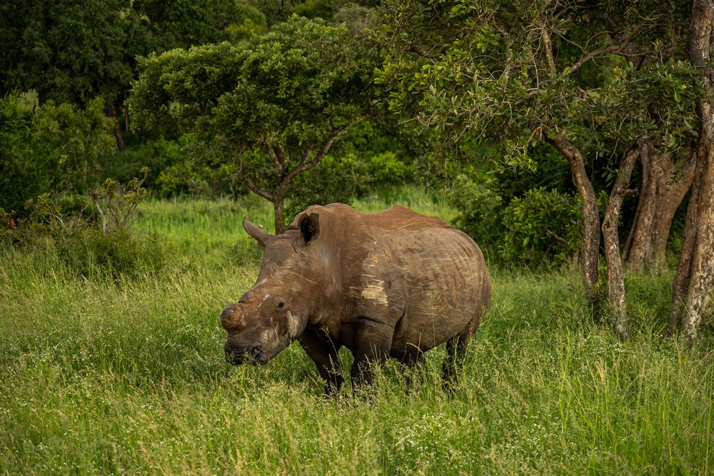 Rhinocéros Parc Kruger Afrique du Sud Safari
