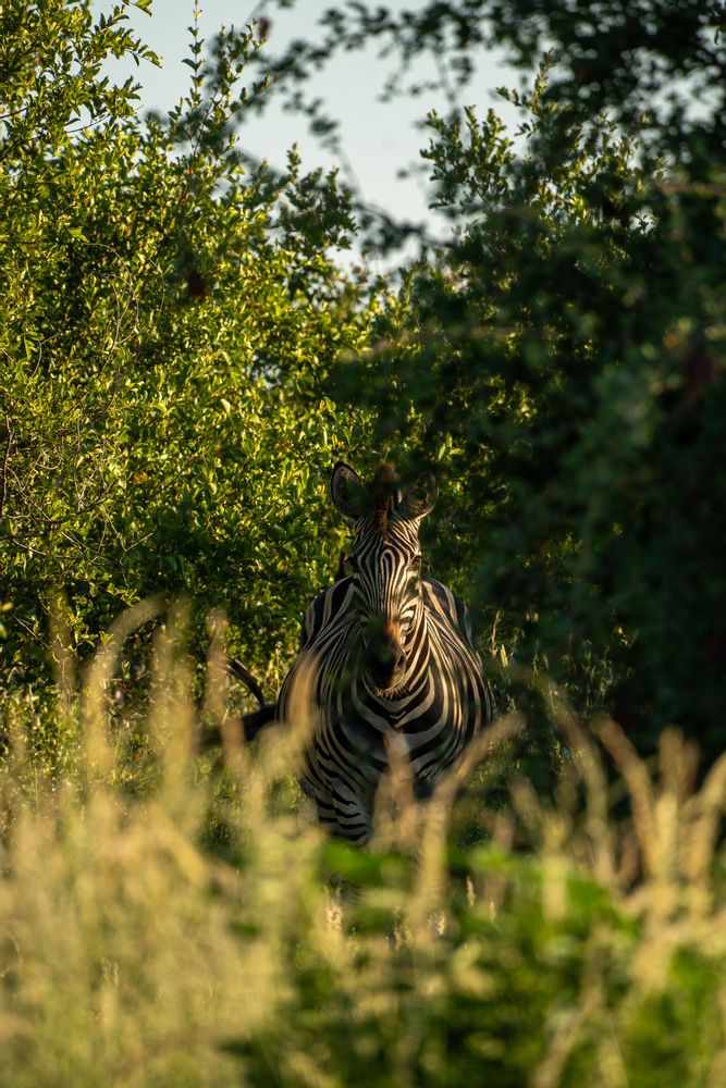 Zèbre au Parc Kruger Afrique du Sud Safari