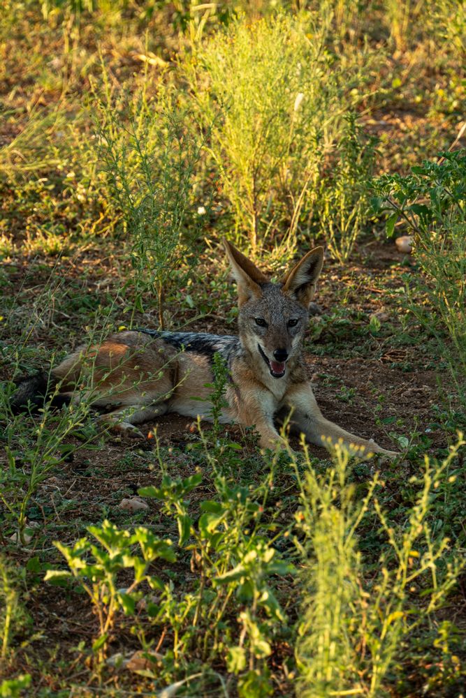 Chacal Safari Parc Kruger Afrique du Sud 