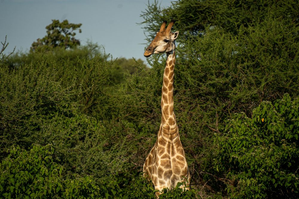 Girafe Parc Kruger Afrique du Sud Safari